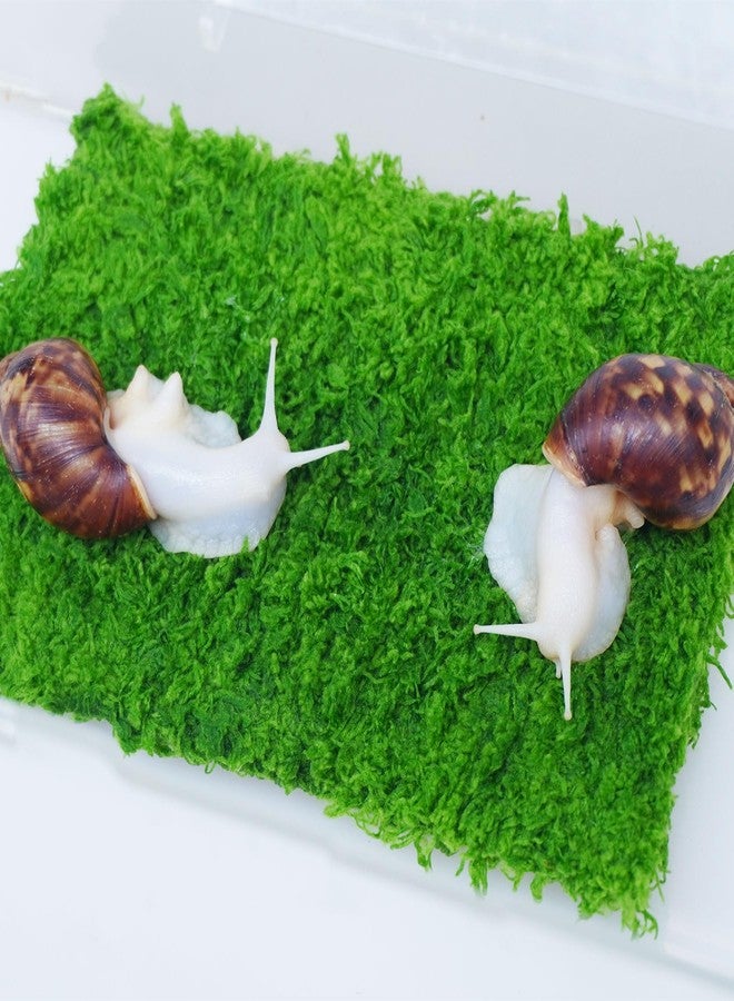 Begeterday Pet Snail Climbing Wall, Ideal Snail Terrarium Accessories（7 Inch） - Image 3